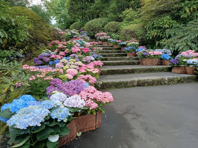 箱根強羅公園 111鉢のあじさいフォトスポット